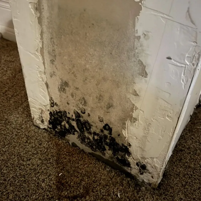 Professional Mold Removal in Harvest, AL